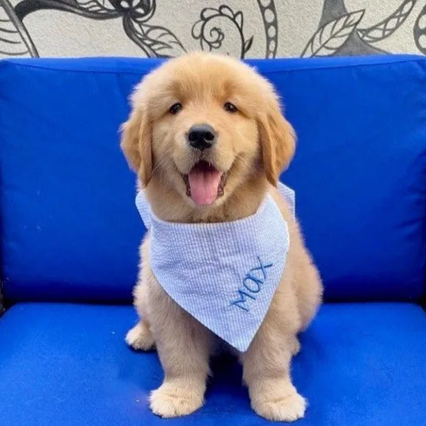 Personalized Seersucker Dog Bandana with Name