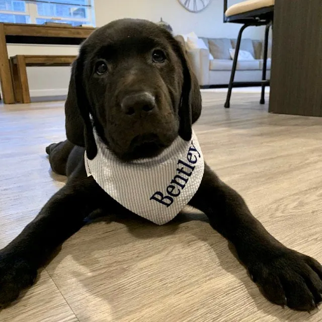 Personalized Seersucker Dog Bandana with Name