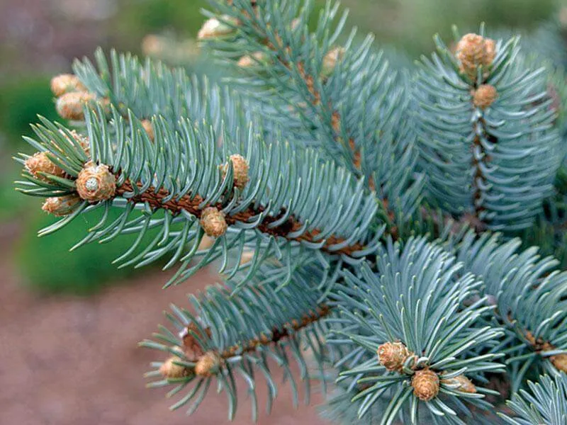 West Coast Pine